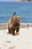 SHAR-PEI 159